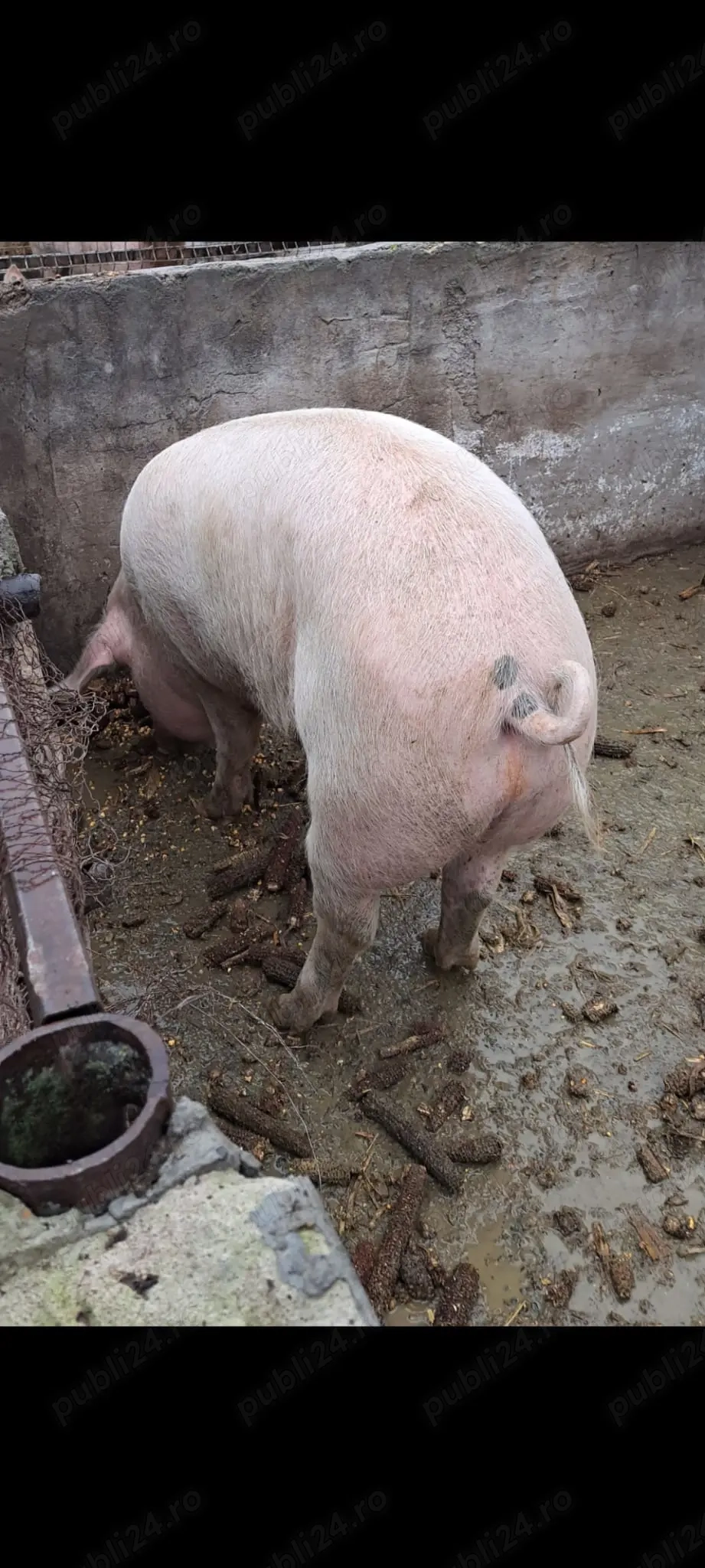 Vând porc in jur de 200kg Vând porc in jur de 200kg