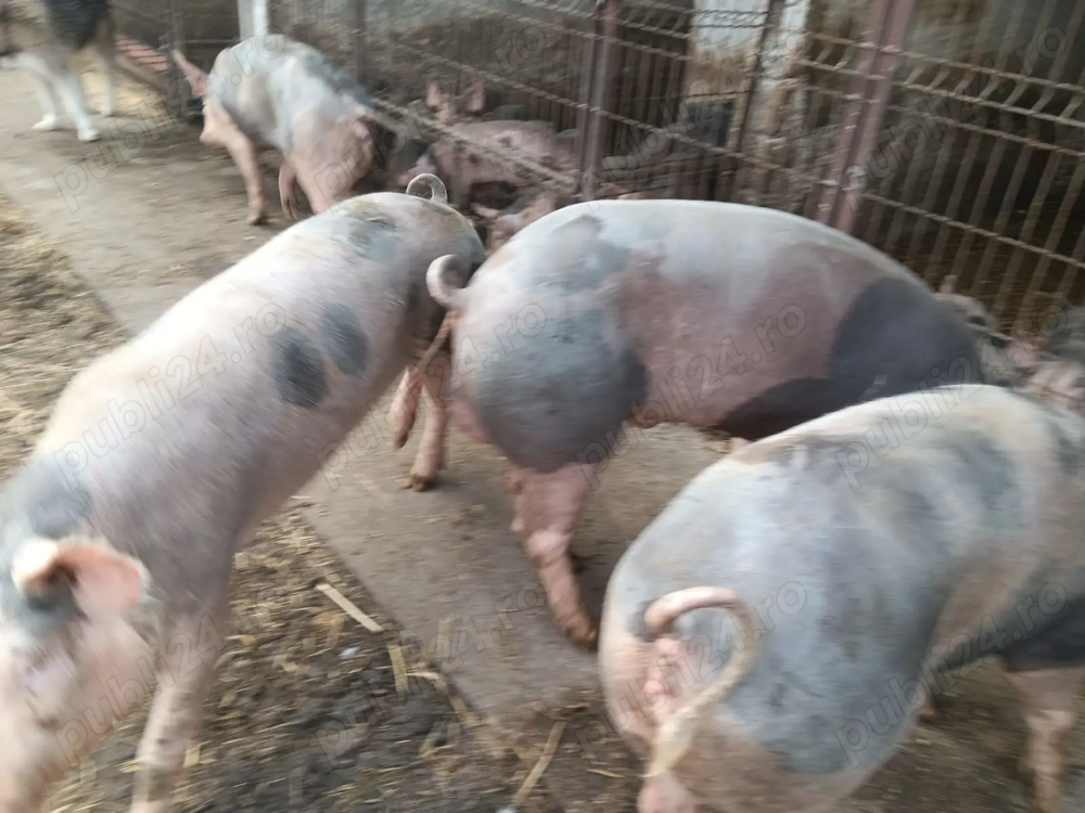 Vând porci pietrain
