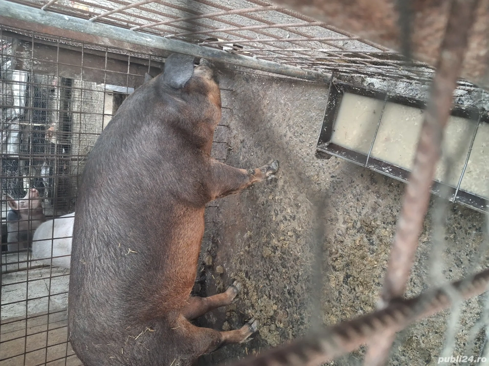 purcea 200+ duroc 
