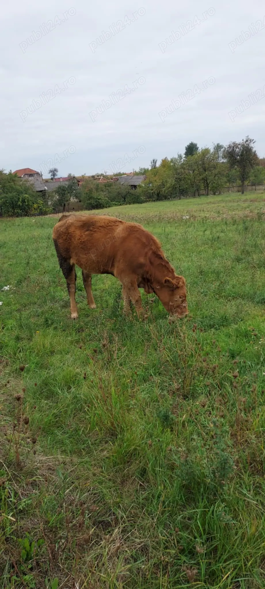 De vanzare junica angus