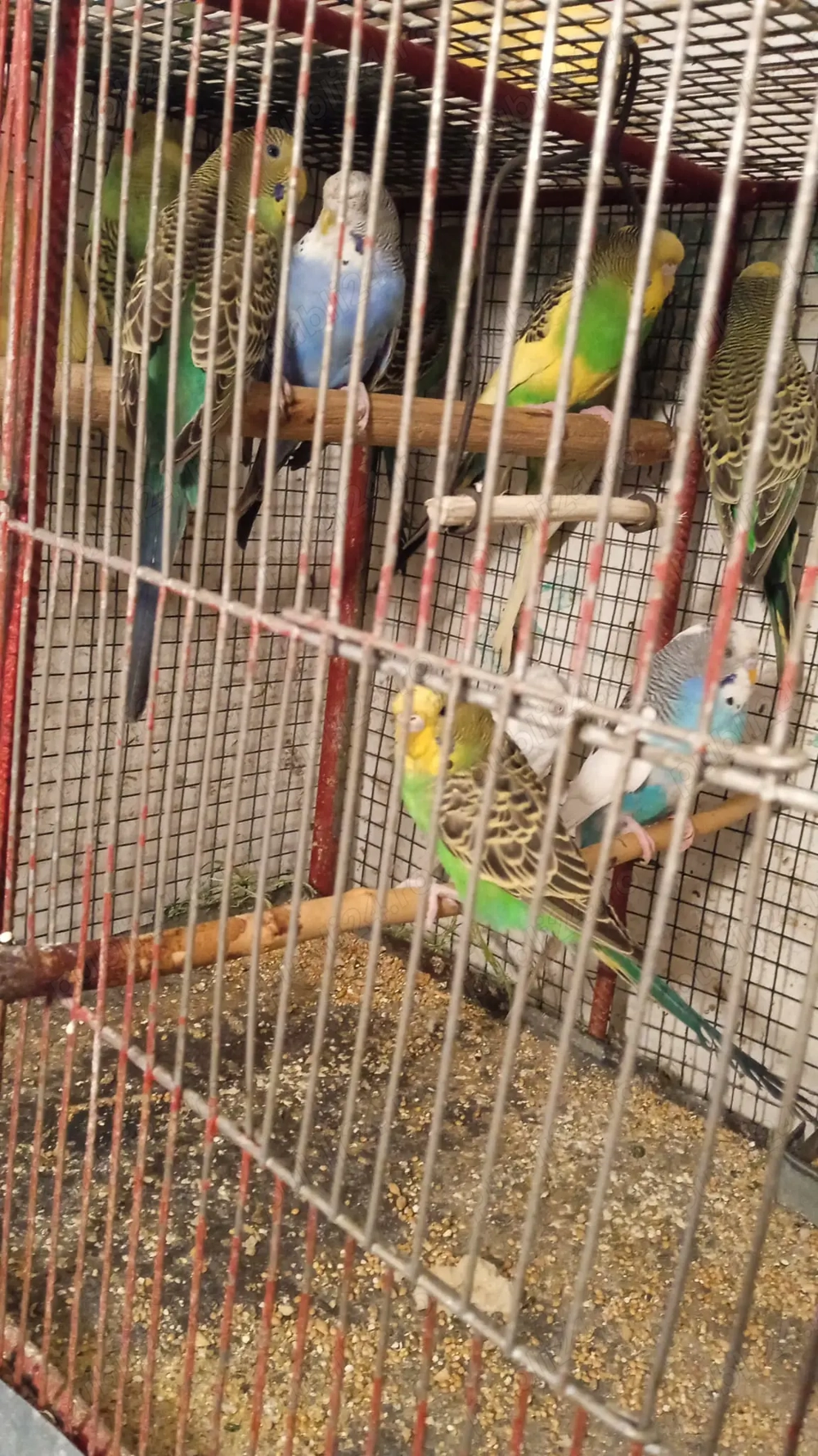 Papagali peruși tineret  Papagali peruși tineret