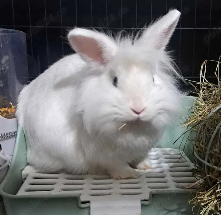 Iepuraș CAP DE LEU - femelă Iepuraș CAP DE LEU - femelă