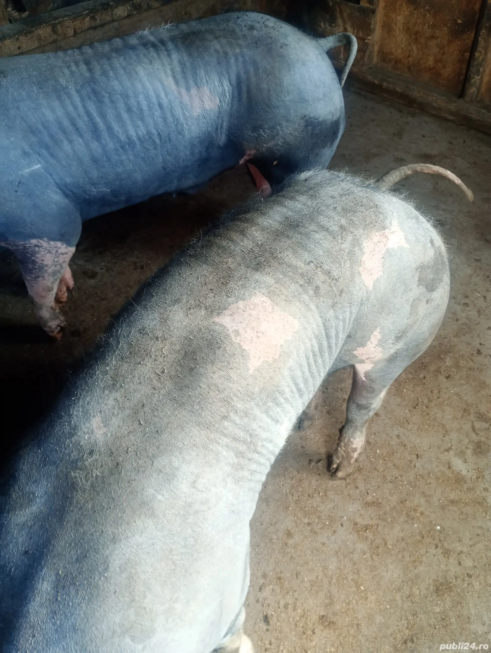 vand unul din doi porc sau purcea  vand unul din doi porc sau purcea