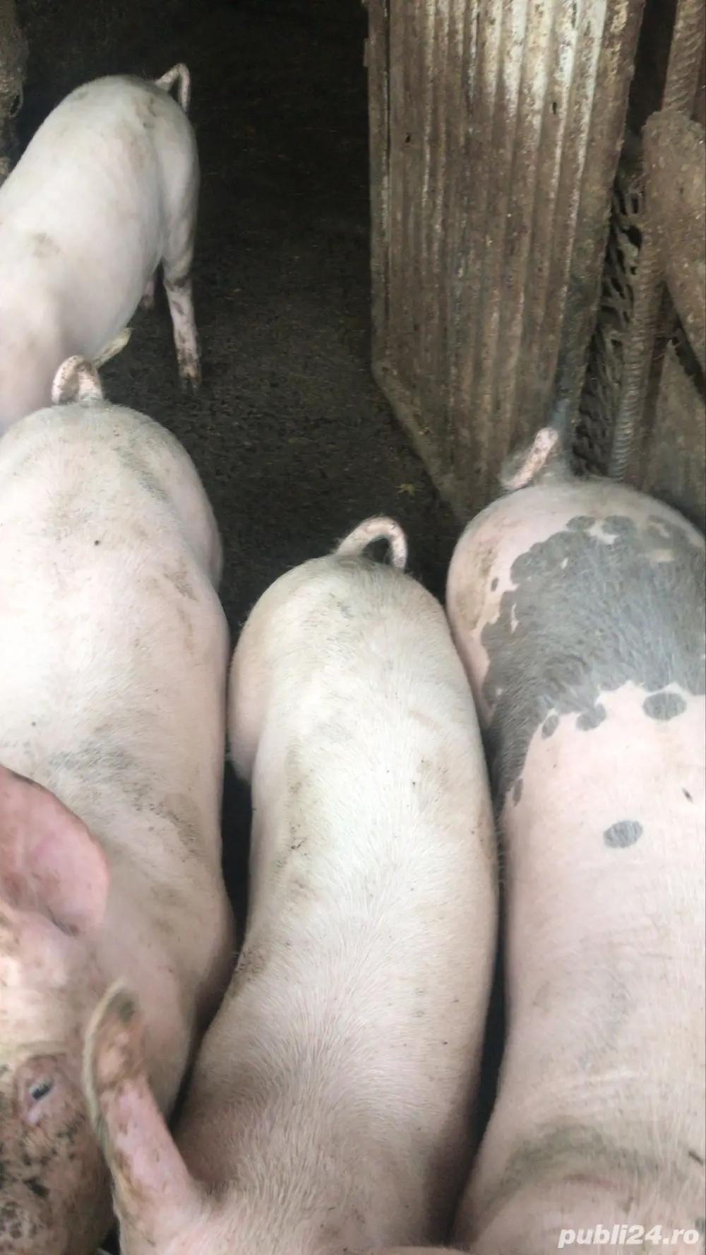 de vanzare doi porci castrati