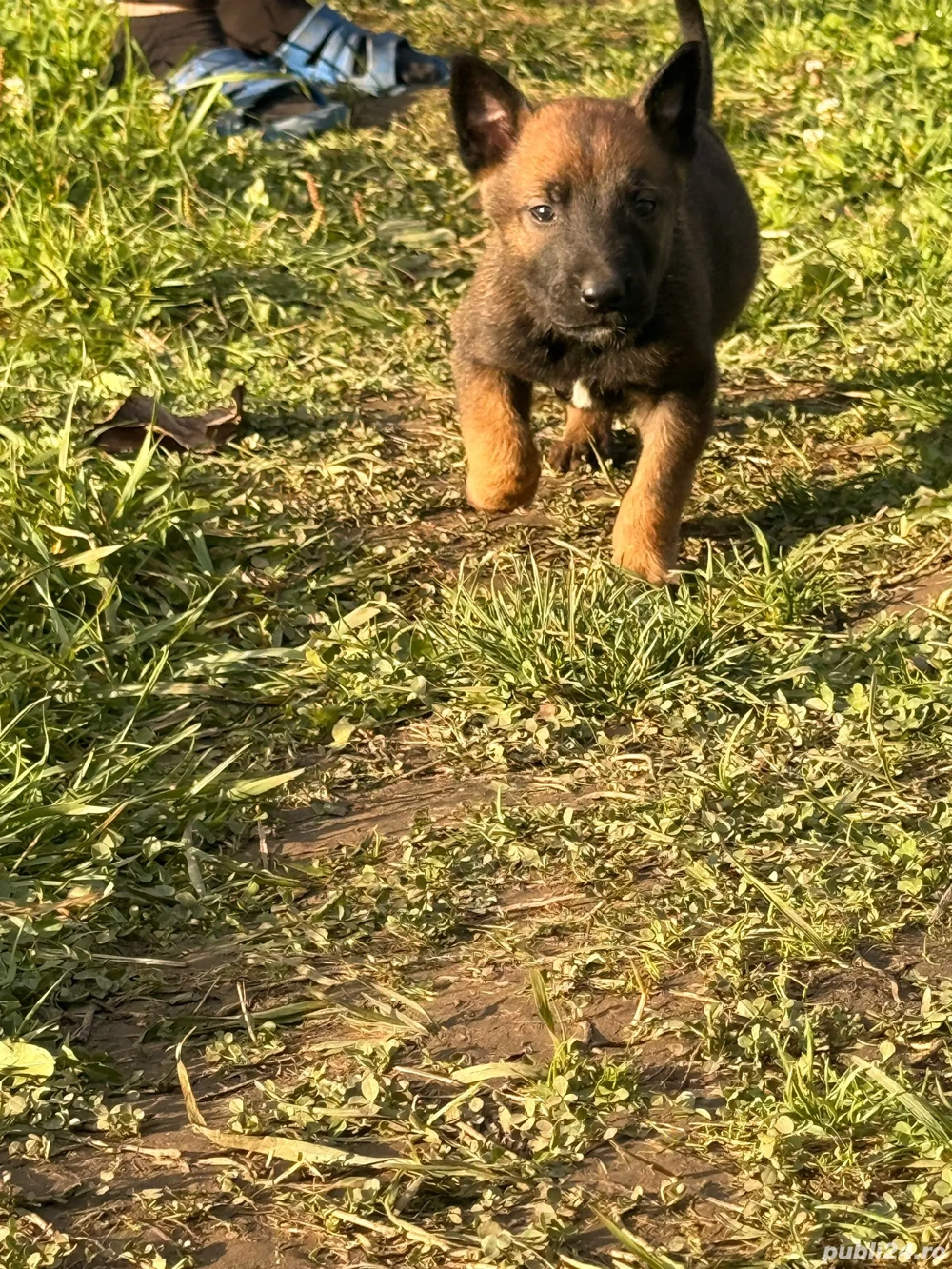 vand ciobanesc belgian  vand ciobanesc belgian