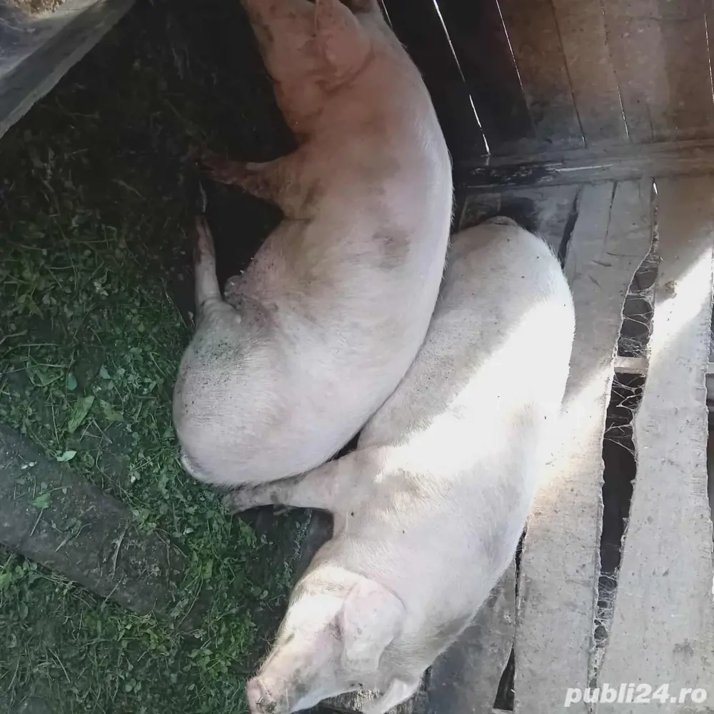 vand porc pt craciun