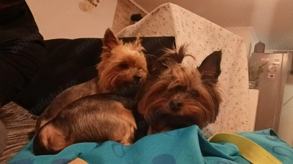 Urgent adoptie Yorkshire Terrier