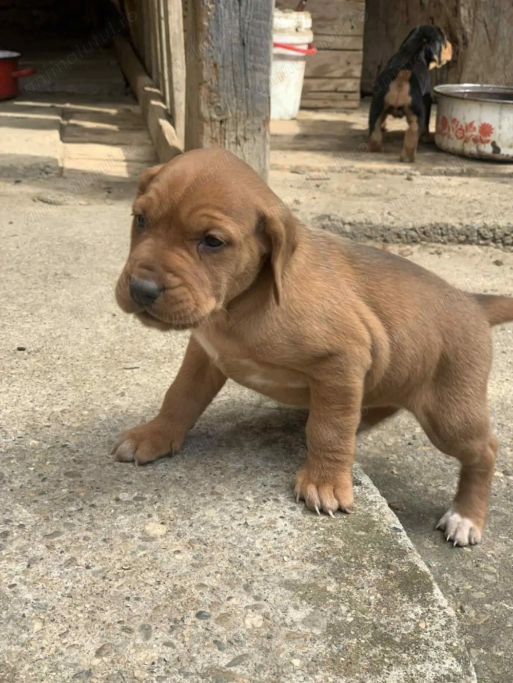 urgent adoptie puiut mic