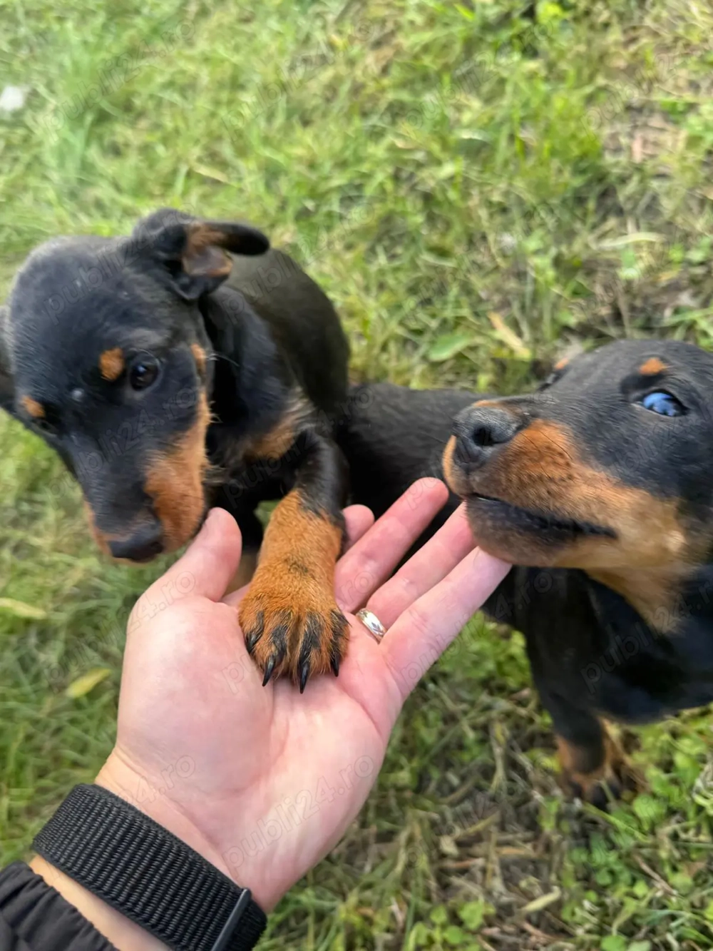 Catei Jagd Terrier, varsta 2 luni