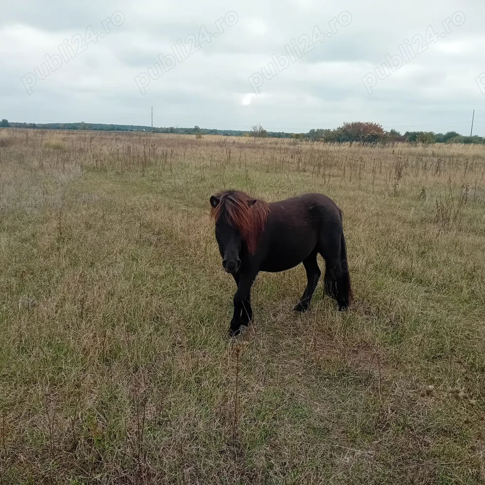 Vand urgent ponei 3,5000 Lei Vand urgent ponei 3,5000 Lei