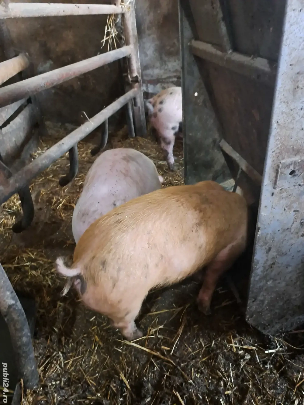 vand purcei 12 saptamani