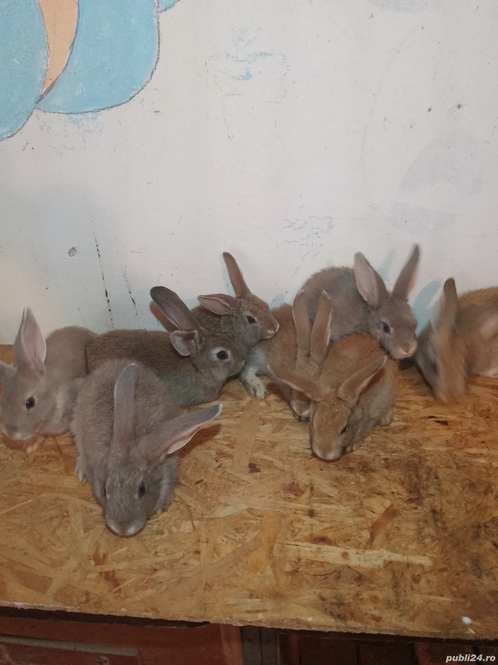 iepuri talie mare iepuri talie mare