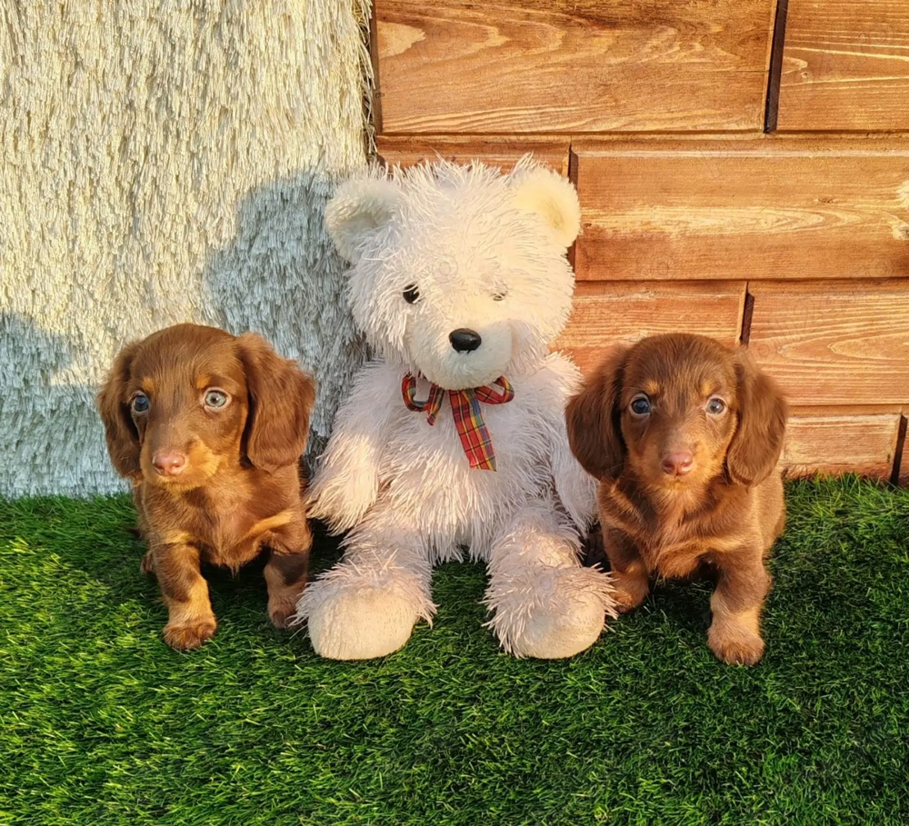 Vând pui teckel tekel techel par lung diverse culori Vând pui teckel tekel techel par lung diverse culori