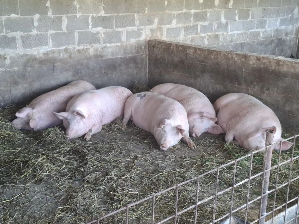 Porci de vanzare !!! Porci de vanzare !!!