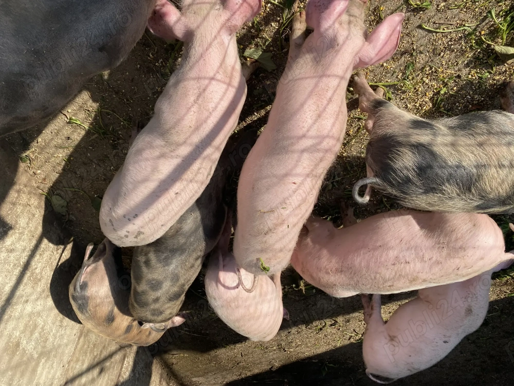 Grăsuni Rasa Landrace și Rasa Pietrain Grăsuni Rasa Landrace și Rasa Pietrain