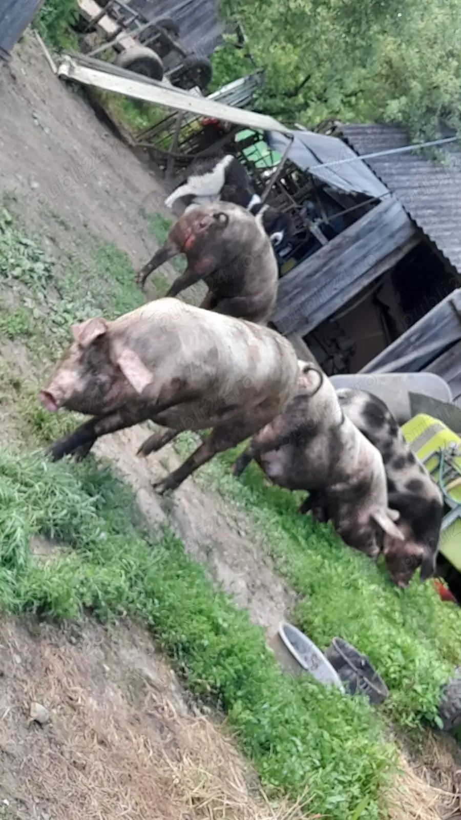 De vânzare porci  De vânzare porci