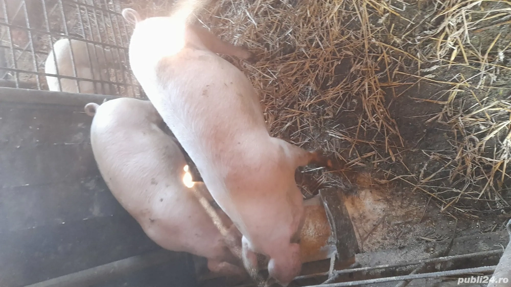 vand porci 30-50 kg  vand porci 30-50 kg