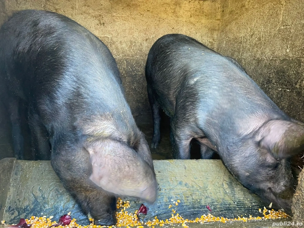 vand 1 din ce-i 2 porci