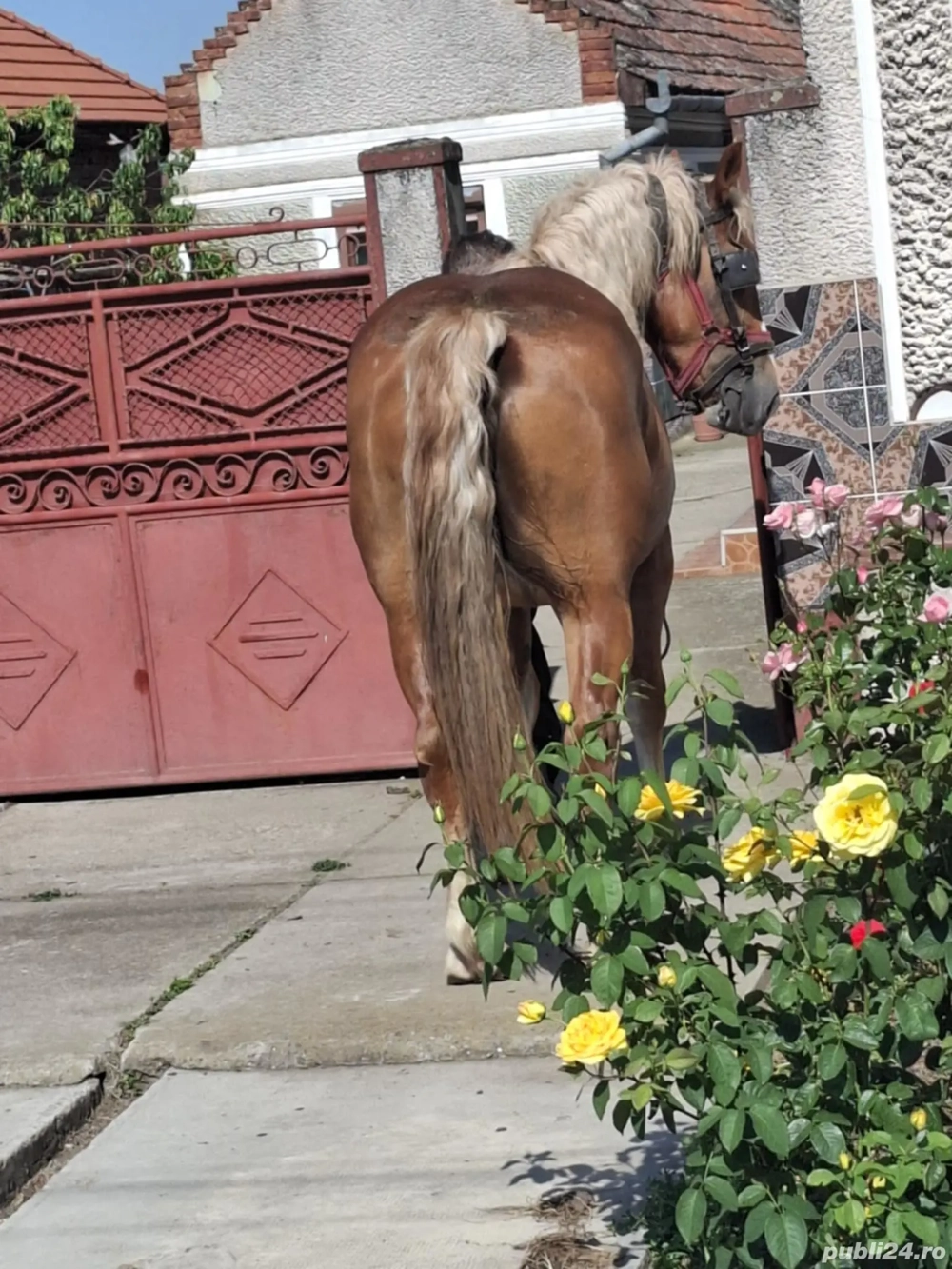 Vând urgent iapa șarga !