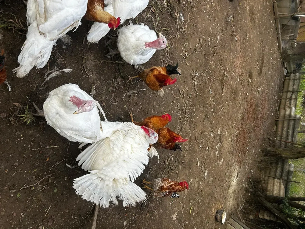 Vând cocoși,  curci și curcani de carne 