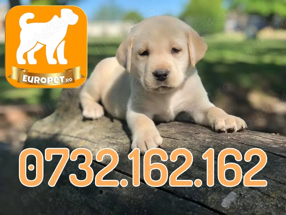 Catei Labrador cu Factura-Microcip-Carnet-Inregistrare-Livrare la Bucuresti sau alte orase