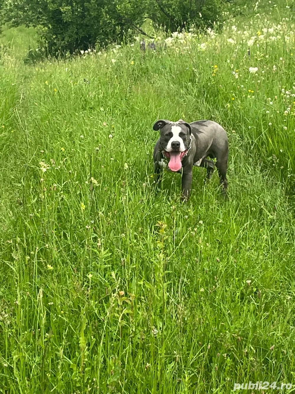 vand catel amstaf blue