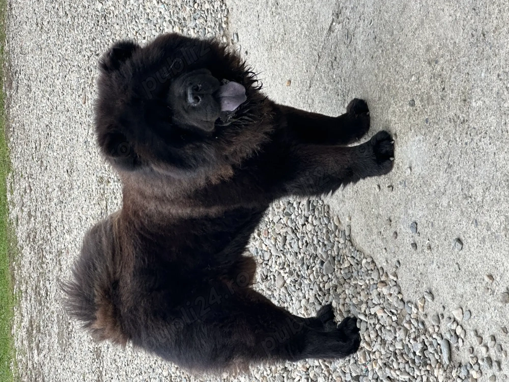 Chow chow mascul 