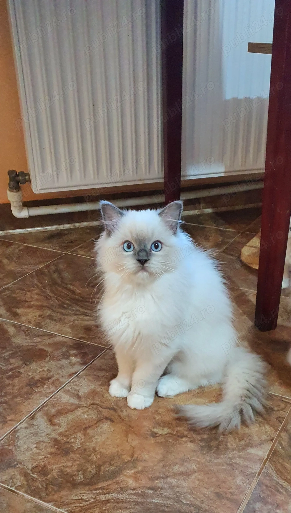 Motanel cu pedigree!