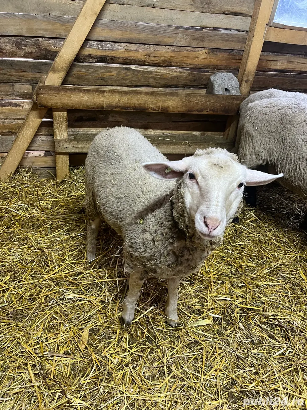 mielute metis  mielute metis