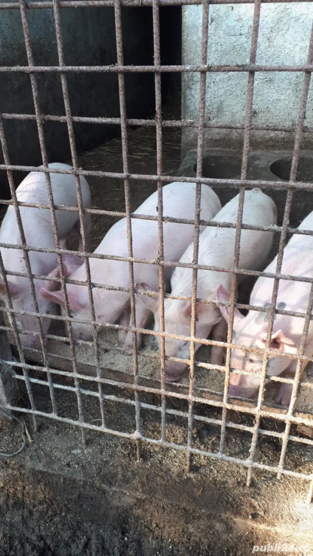 purcei de vânzarea landras cu marel alb purcei de vânzarea landras cu marel alb