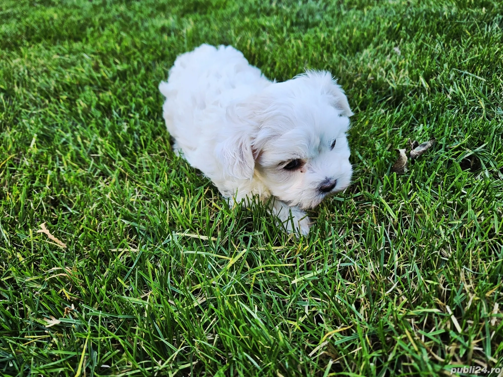 Bichon maltese minitoy Bichon maltese minitoy