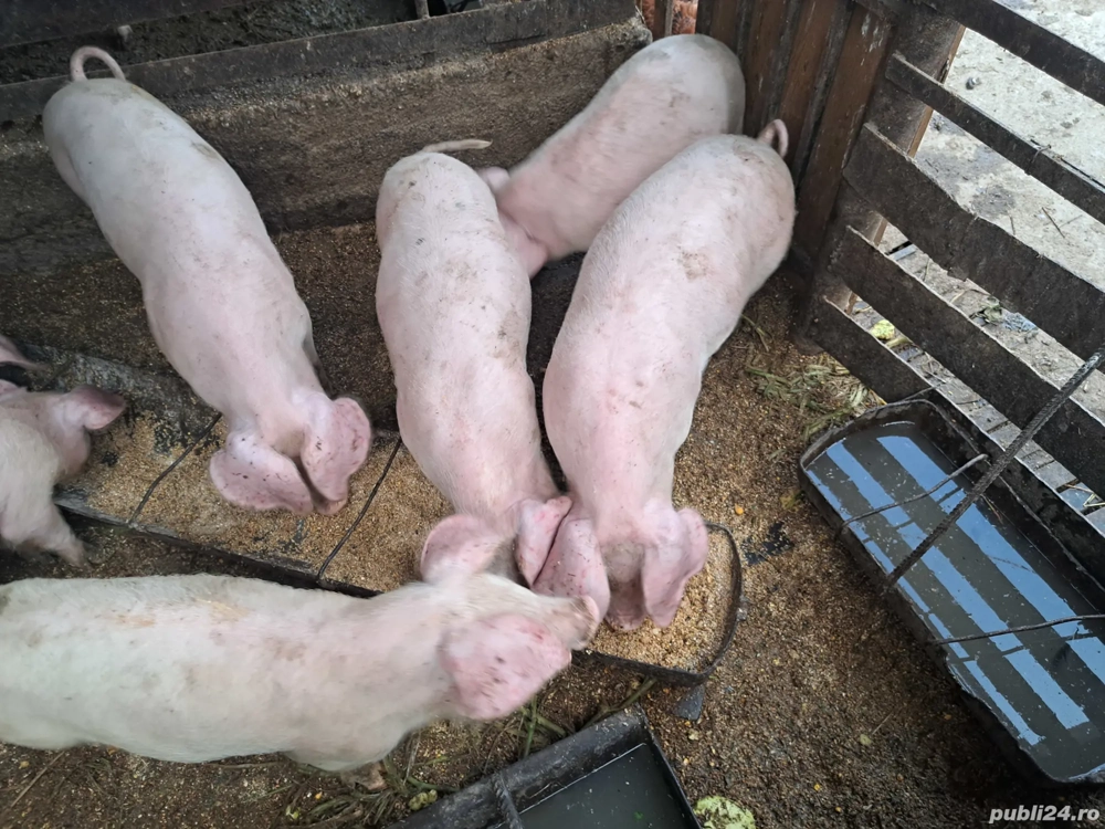 marele alb incrucisat cu landrace marele alb incrucisat cu landrace