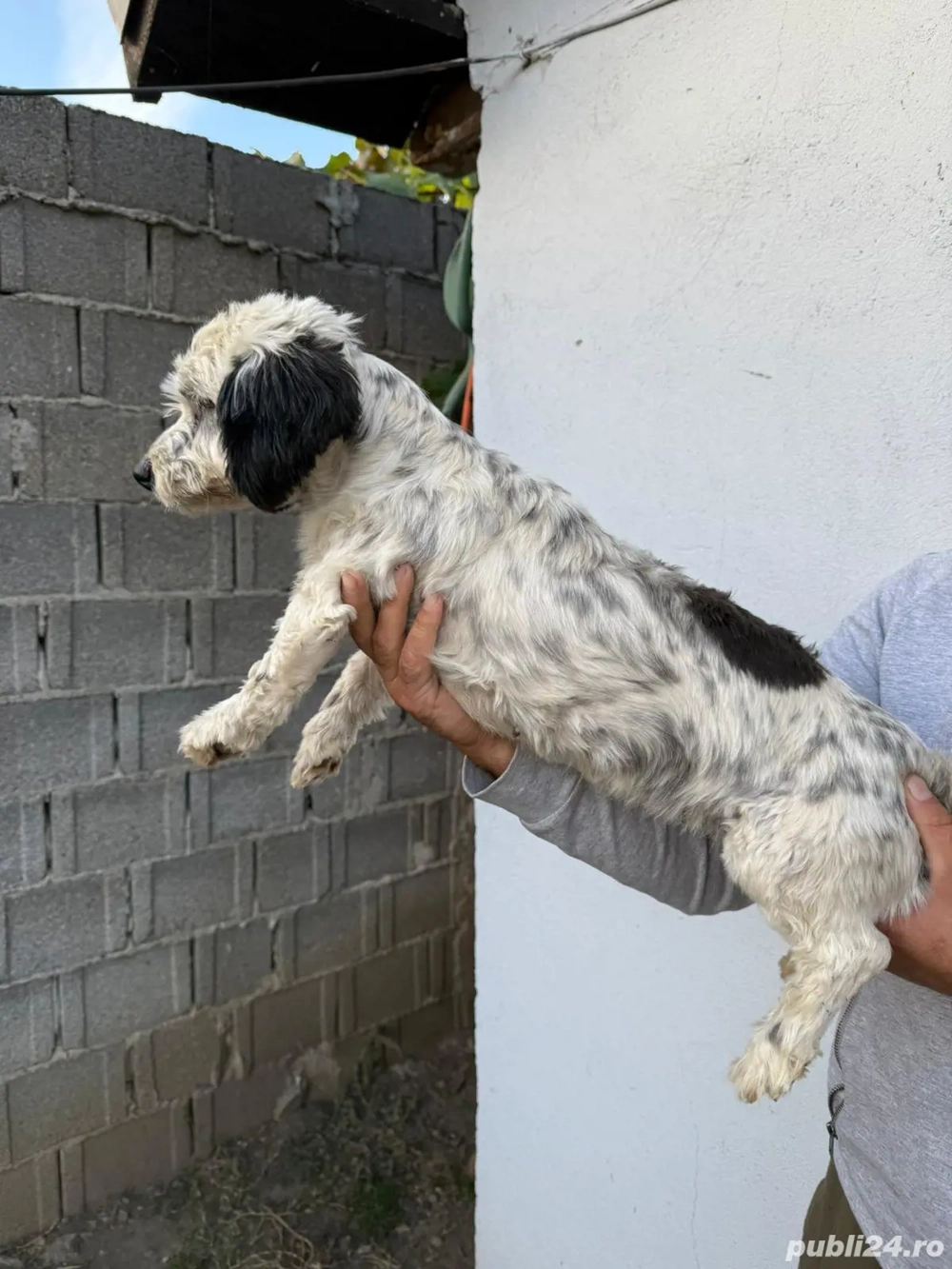 De vinzare bison havanez femelă 