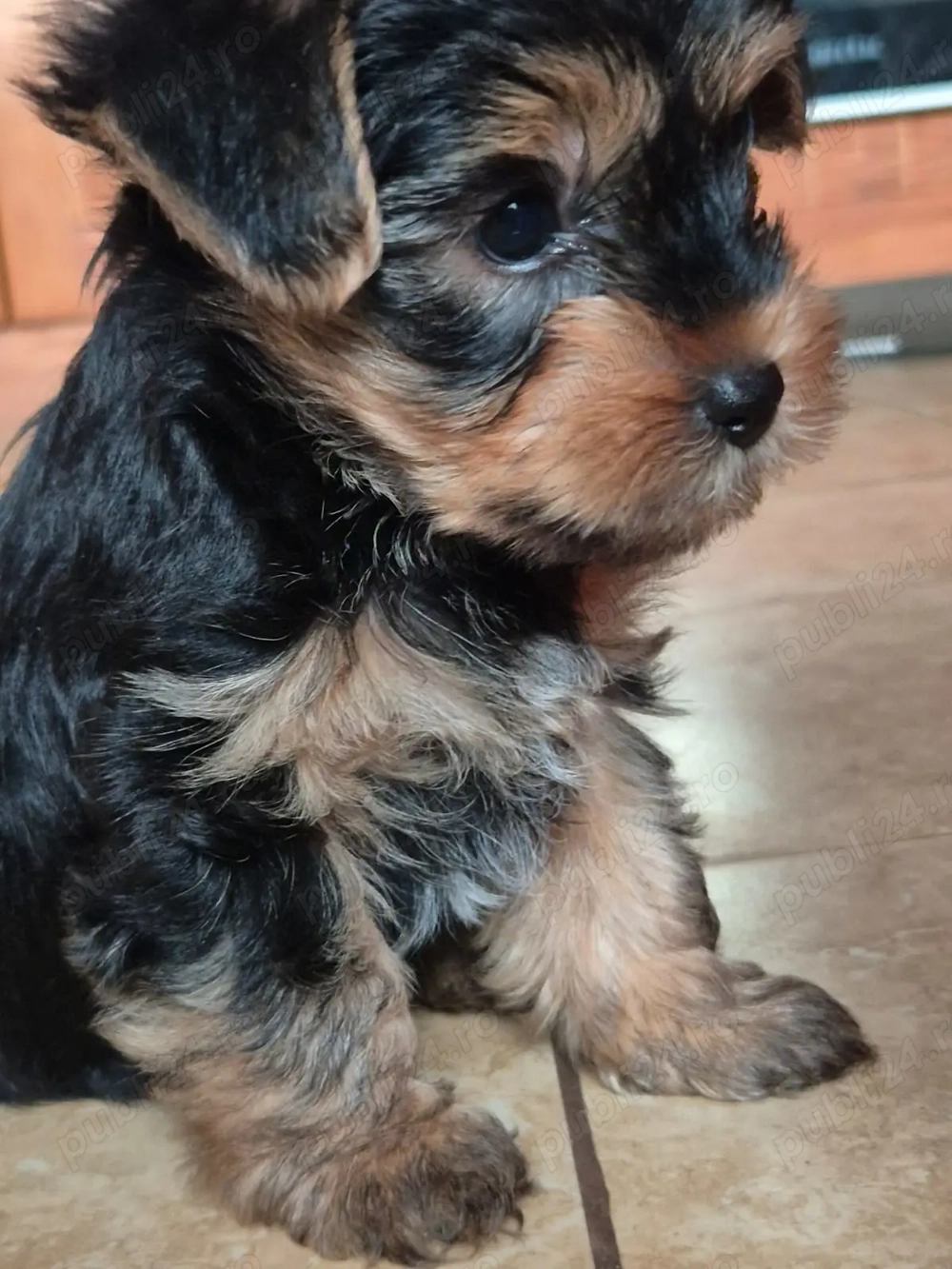 Yorkshire Terrier isi cauta o noua casa! Yorkshire Terrier isi cauta o noua casa!