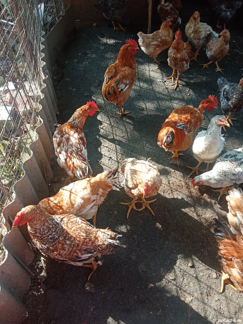 Pui de casă  Pui de casă