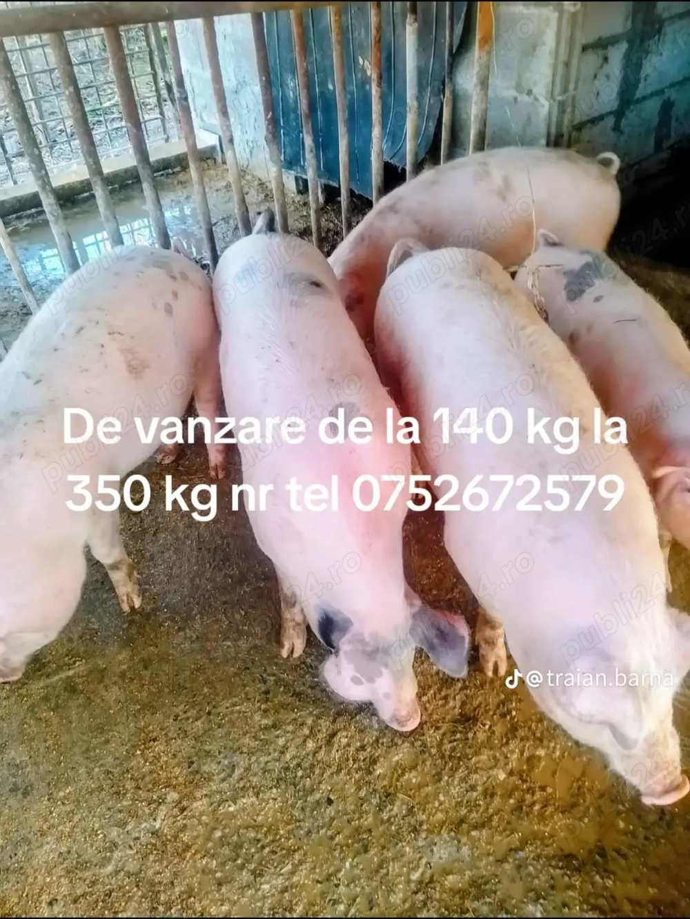 Porci de vânzare 5 bucăți 