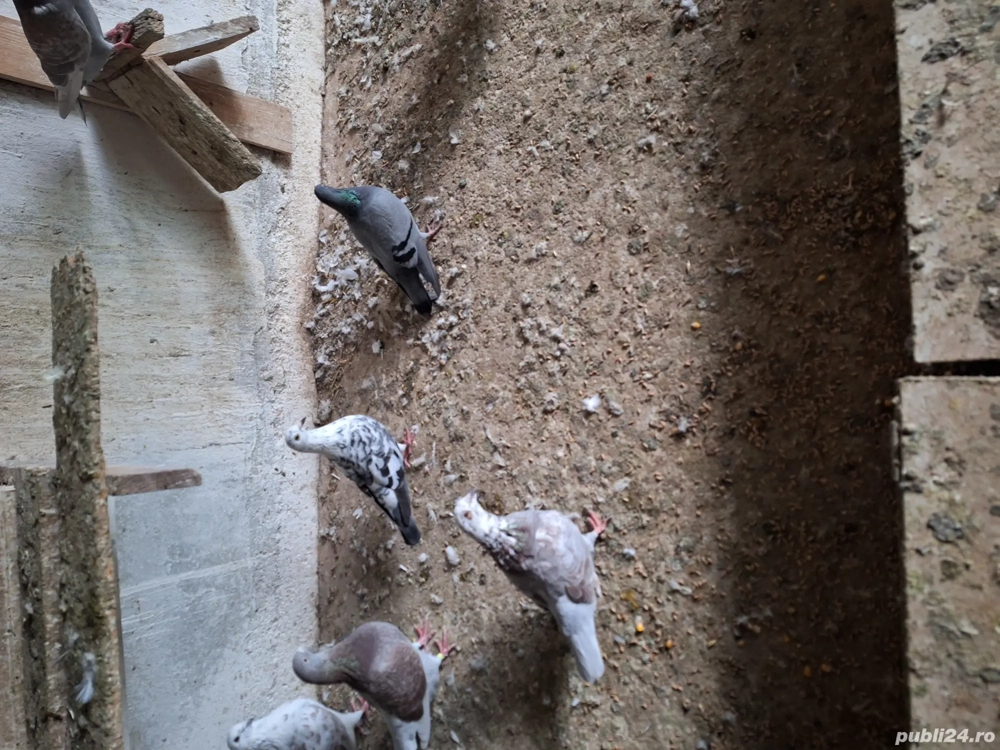 Disponibili Disponibili