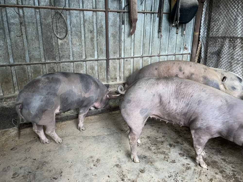 Vând porci pentru sacrificat cu greutăți între 150 și 200kg