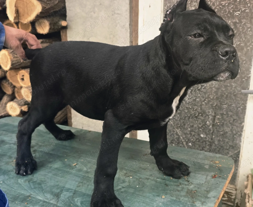 Cane corso xxl superbi 12 săptămâni. 