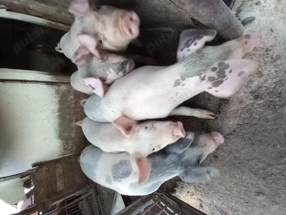 Vând porcii la 50 de kg din mascul landras