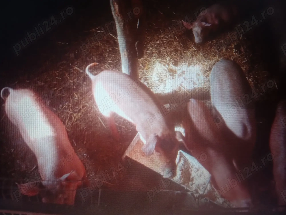 Șoldani duroc și marele alb 