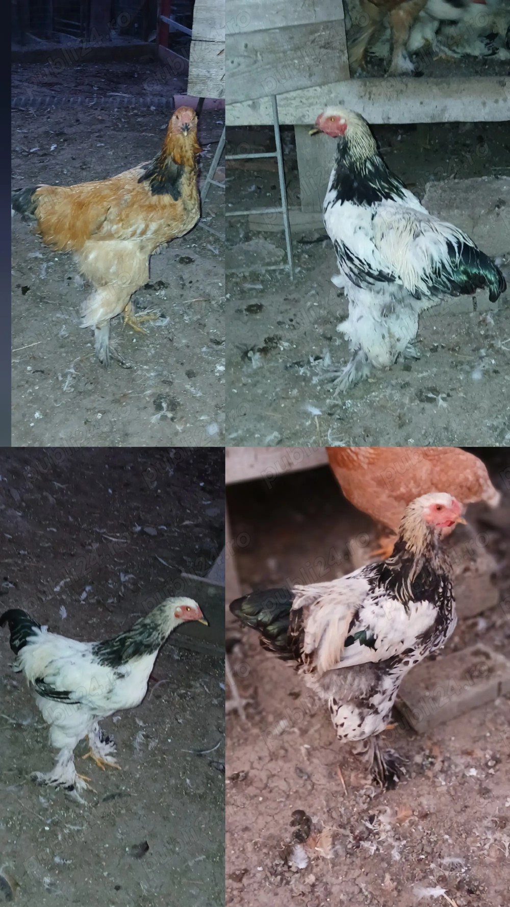 Vând cocoși de curte si Brahma Vând cocoși de curte si Brahma