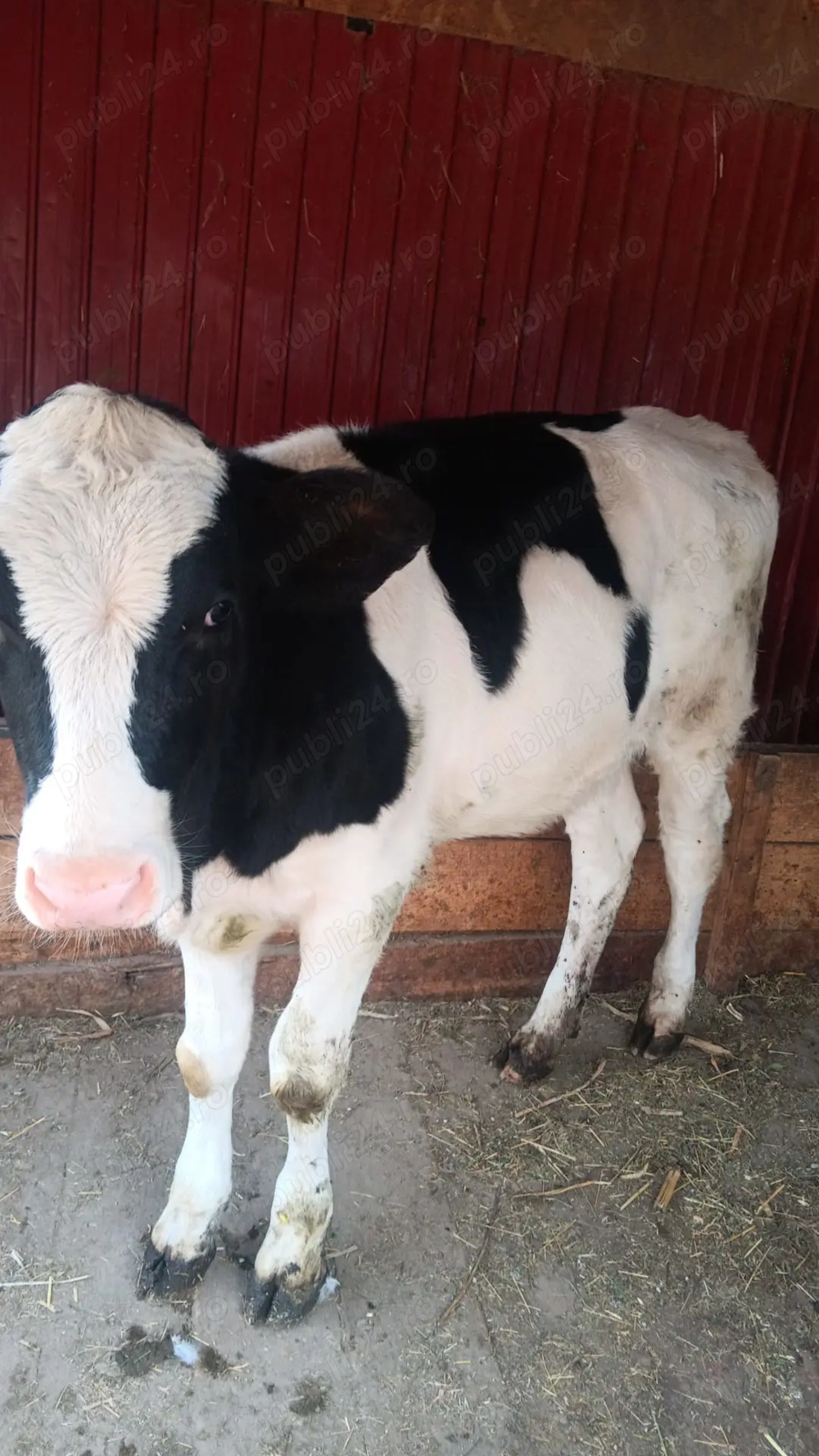 Vand vitica holstein Vand vitica holstein