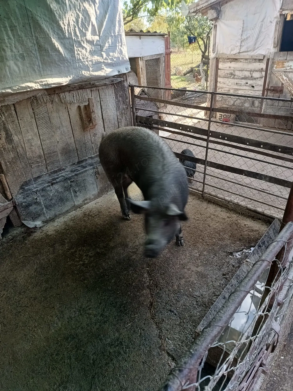 Vând porc gras ! Vând porc gras !