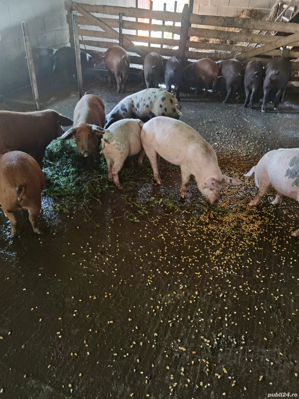 Vând porci Vând porci