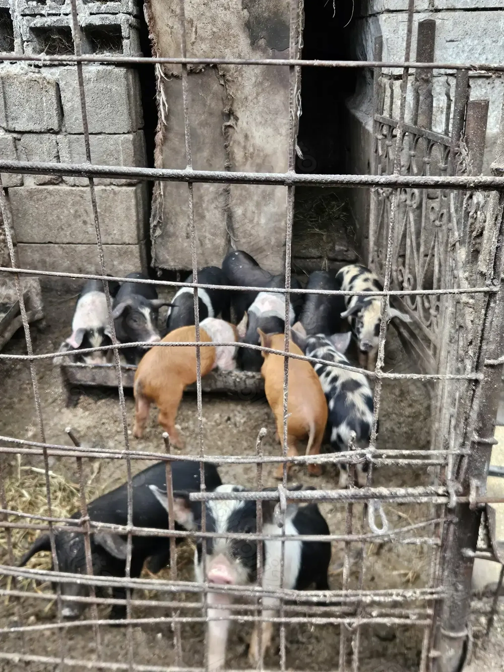 Vând 8 purcei bazna, 4 scrofițe si 4 mascuri