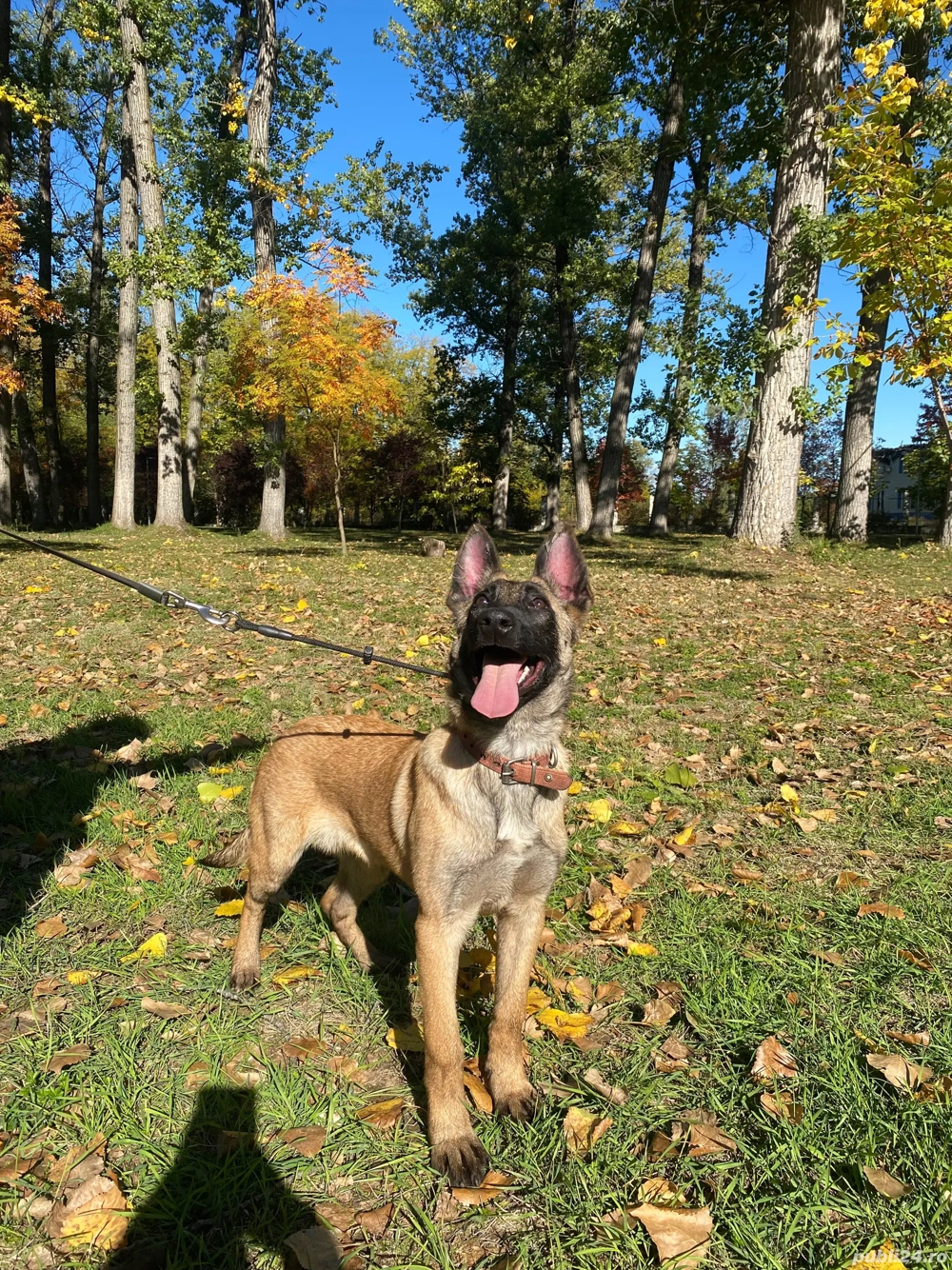 Cățelușă Ciobănesc Belgian Malinois
