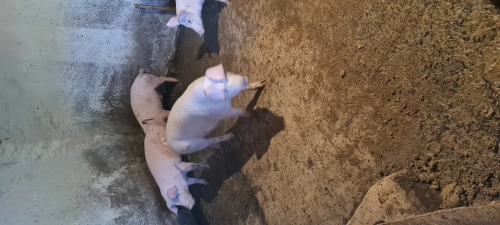 Grasuni de vanzare 30-70kg  Grasuni de vanzare 30-70kg