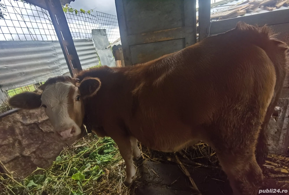 Vitica de vânzare  Vitica de vânzare