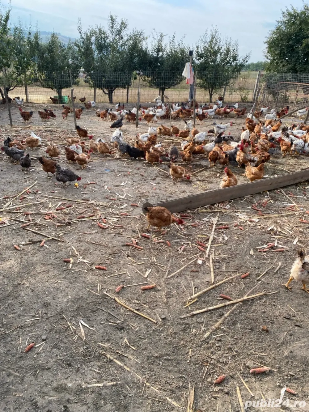 vand cocosi si puicute. vand cocosi si puicute.